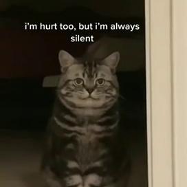 Peek Of A Cat